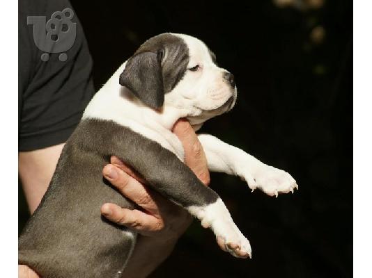 American Bully
